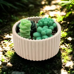 Bougie parfumée jardin cactus en cire végétale